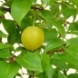 Preview: Prunus cerasifera, Mirabelle, Frucht